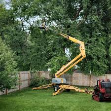 Best Tree Risk Assessment  in Shady Shores, TX