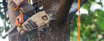 Best Tree Trimming and Pruning  in Shady Shores, TX