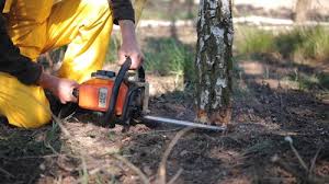 Best Tree Health Inspection  in Shady Shores, TX