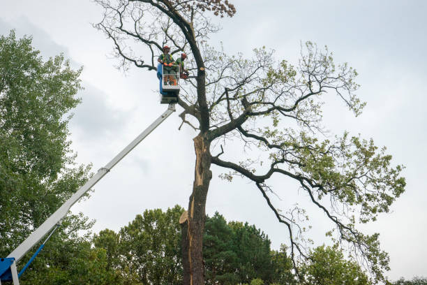 Mulching Services in Shady Shores, TX