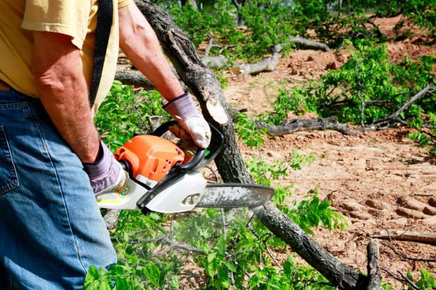 Shady Shores, TX Tree Services Company